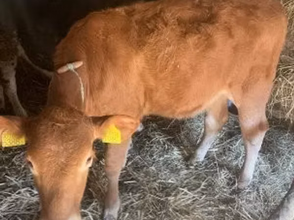 Vache, Bovins
