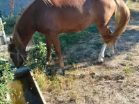 Yegua, Caballos — foto 3