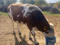 Bulle, Simmental cattle — Foto 2