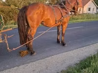 Iapă, Cai — foto 4