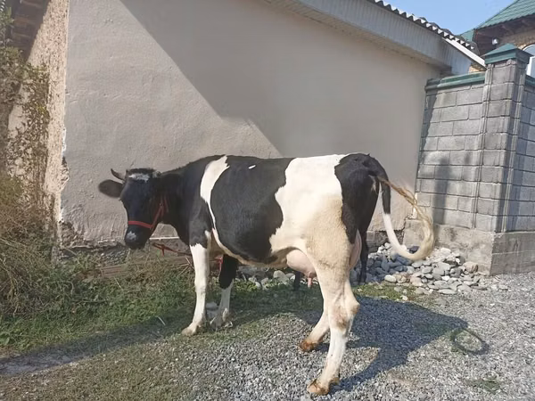 Kuh, Holstein-Rasse