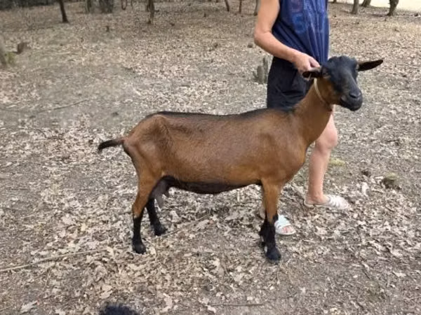 Capră, Alpine goat