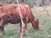 Vaca, Ganado vacuno — foto 4