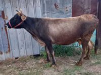 بقرة, Russian Black pied cattle — الصورة 6