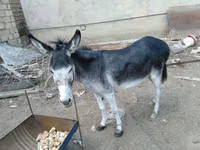 Horses (batch, sex not specified), Horses — photo 1