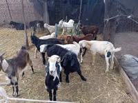 تيس, Pomellata goat — الصورة 3