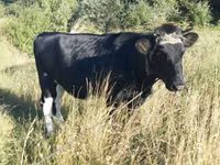 Kuh, Rinder — Foto 2