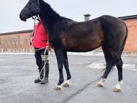 Toychoq, Akhal-Teke — 3-rasm