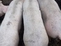 Vier, Porci — foto 2
