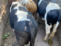 Bulle, Russian Black pied cattle — Foto 2