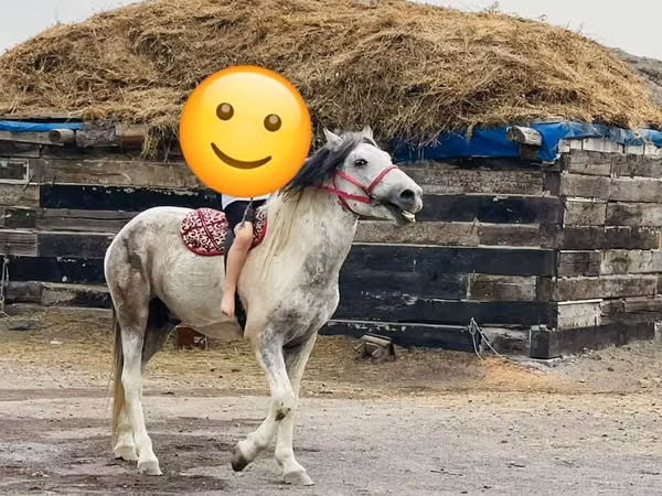 At, Kazakh horse