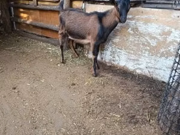 Țap, Alpine goat