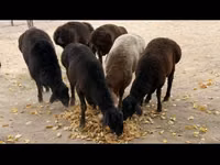 公羊, Sheep — 照片 4