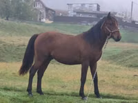 Cavalo, Cavalos — foto 1