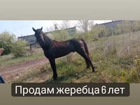 घोड़ा, Altai horse — फ़ोटो 7