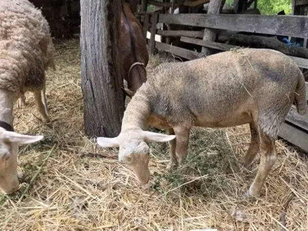 Oaie, Luzein sheep