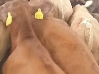 公牛, Simmental cattle — 照片 4