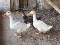 Ducks — photo 1
