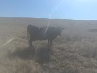 Vacă, Bovine — foto 3