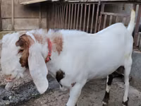Ziegenbock, Nubian Goat — Foto 3
