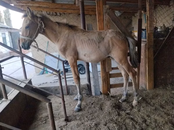 公马, Horses