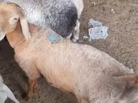 Ram, Sheep — photo 7