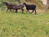 Oveja, Ovejas — foto 4