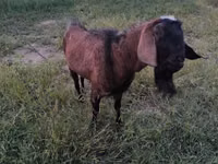 Ziegenbock, Nubian Goat — Foto 1