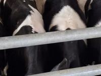 Bulle, Russian Black pied cattle — Foto 4