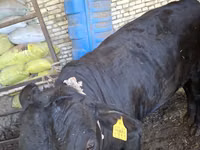 Toro, Aberdeen-Angus — foto 4