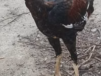 Chickens — photo 2