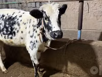 بقرة, Russian Black pied cattle — الصورة 1