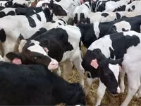 Touro, Raça Holstein — foto 1
