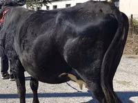 Vaca, Ganado vacuno — foto 6