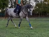 Yegua, Kisber felver — foto 4