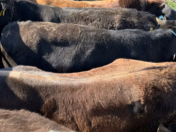 Bou, Bovine