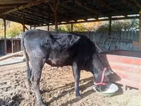 بقرة, Swiss cattle — الصورة 5