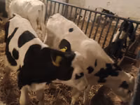 Bou, Russian Black pied cattle — foto 4