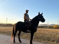 公马, Nonius horse — 照片 1