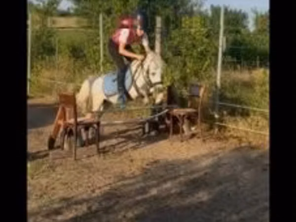 公马, Shetland Pony