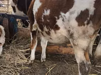 ثور, Simmental cattle — الصورة 1