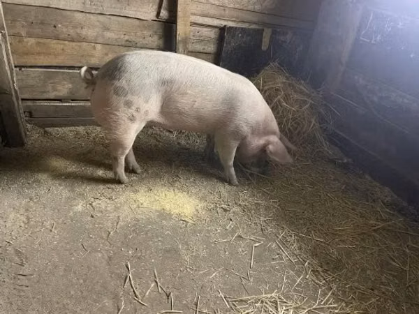 Scroafă, Porci