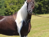 Caballo, Tennessee Walking Horse — foto 7