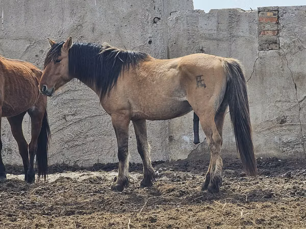 At, Mugalzhar horse