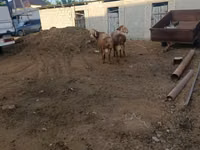मेढ़ा, Arashan sheep — फ़ोटो 7