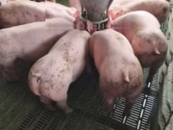 Scroafă, Porci