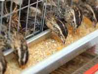 Quails — foto 3