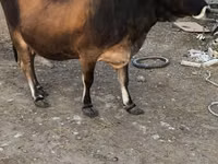 Vacă, Aberdeen-Angus — foto 1