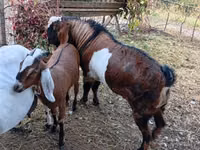 Ziegenbock, Nubian Goat — Foto 4