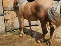 Madyan, Atlar — foto 2